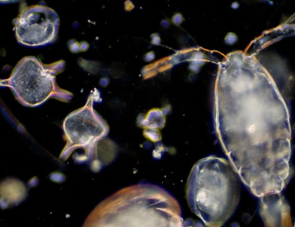 Sciences participatives pour l’étude de la biodiversité marine à Giens - zooplancton