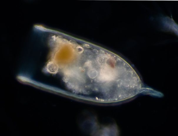 Sciences participatives pour l’étude de la biodiversité marine à Giens - zooplancton