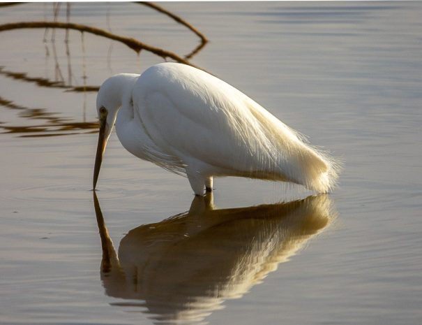 Sciences participatives pour l’étude de la biodiversité marine à Giens - ornithologie
