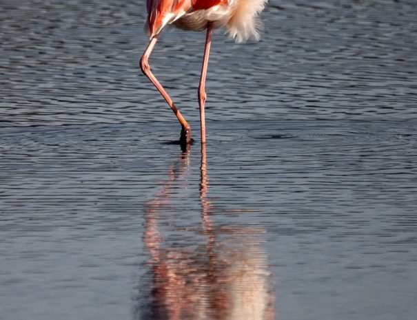 Sciences participatives pour l’étude de la biodiversité marine à Giens - ornithologie