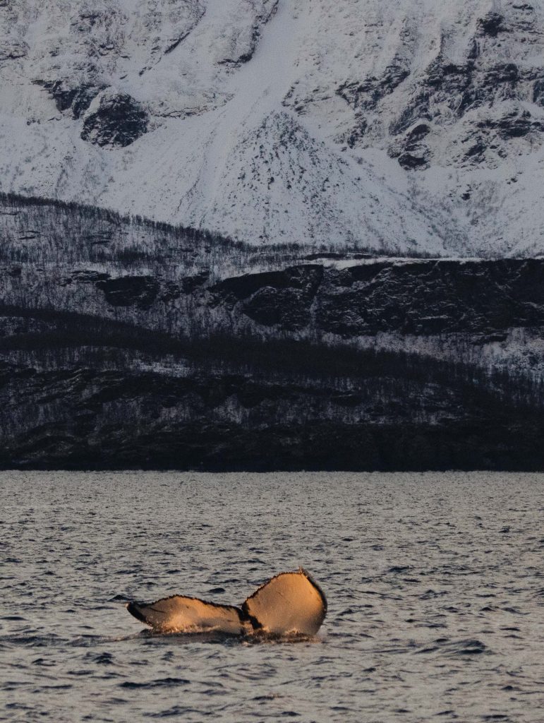 actu - migration des baleines à bosse de l'atlantique nord est - Norvège