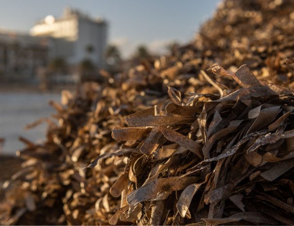 Sciences participatives pour l’étude de la biodiversité marine à Giens- Posidonie