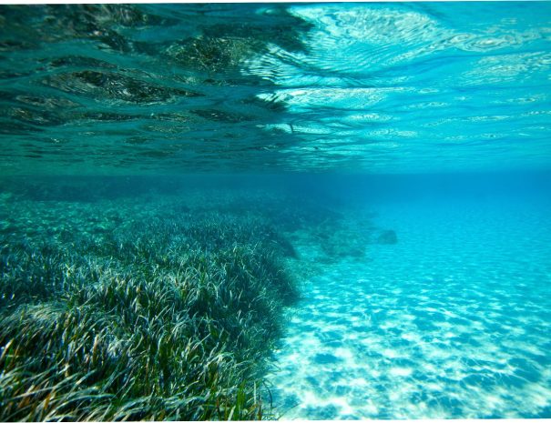 Sciences participatives pour l’étude de la biodiversité marine à Giens - Posidonie