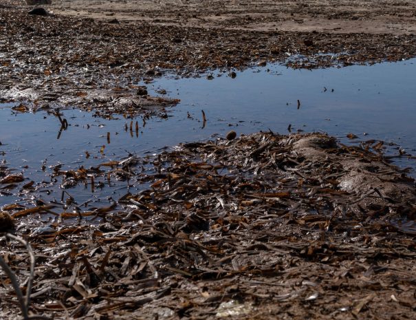 Sciences participatives pour l’étude de la biodiversité marine à Giens - Posidonie