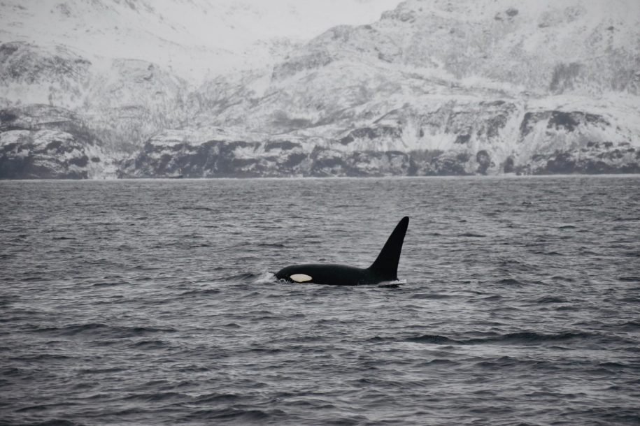 L'orque face aux PCB - article scientifique - actu