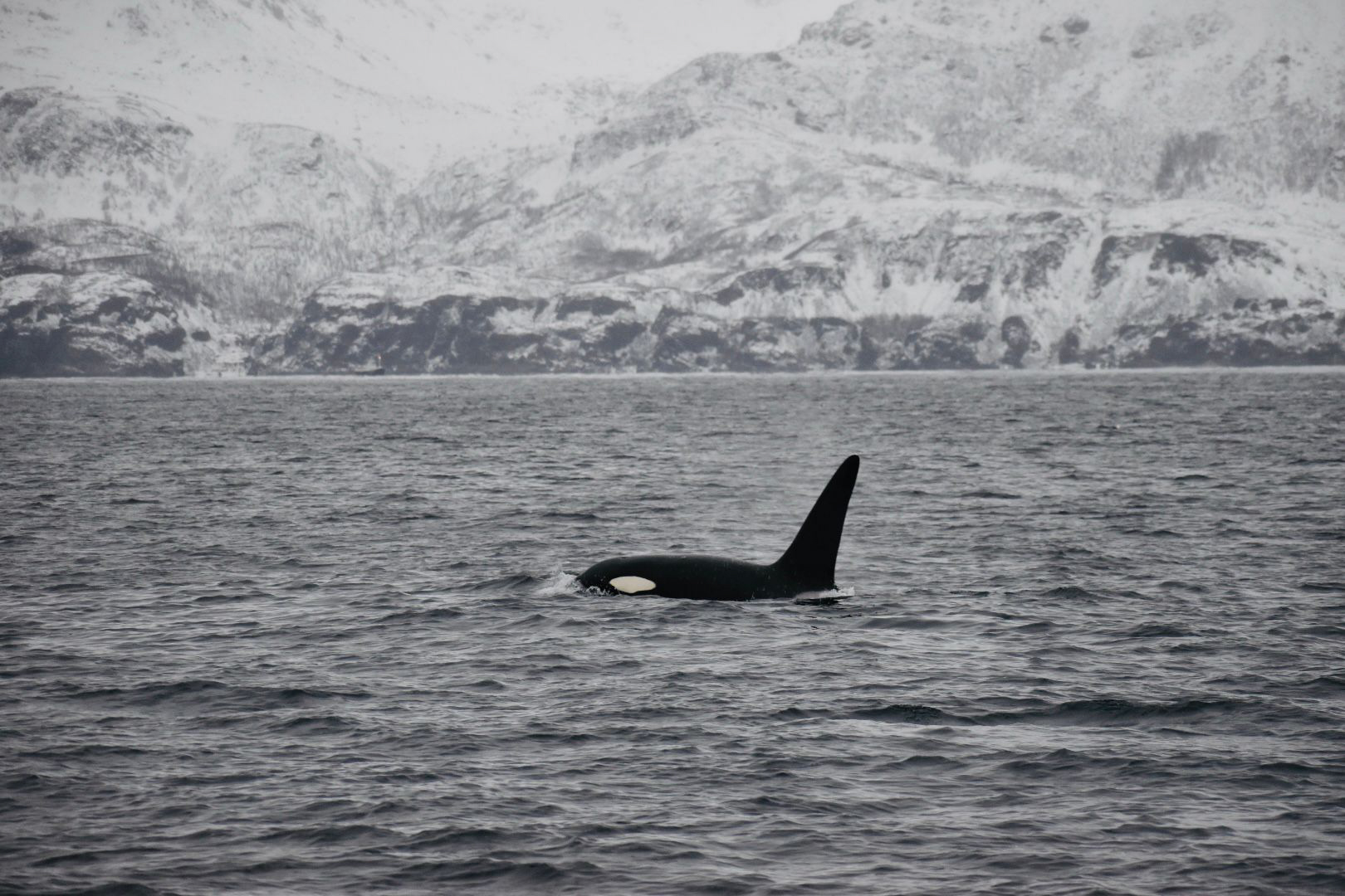 L'orque face aux PCB - article scientifique - actu