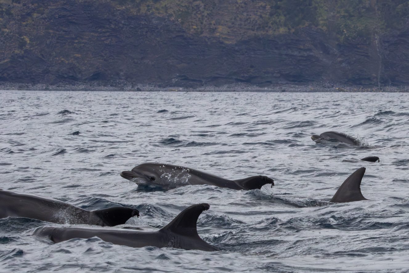 Grand dauphin - Tursiops truncatus - Voyage naturaliste à Faial et Pico - Cétacés, oiseaux marins et volcans -observer les cétacés aux Açores - îles de Pico et Faial