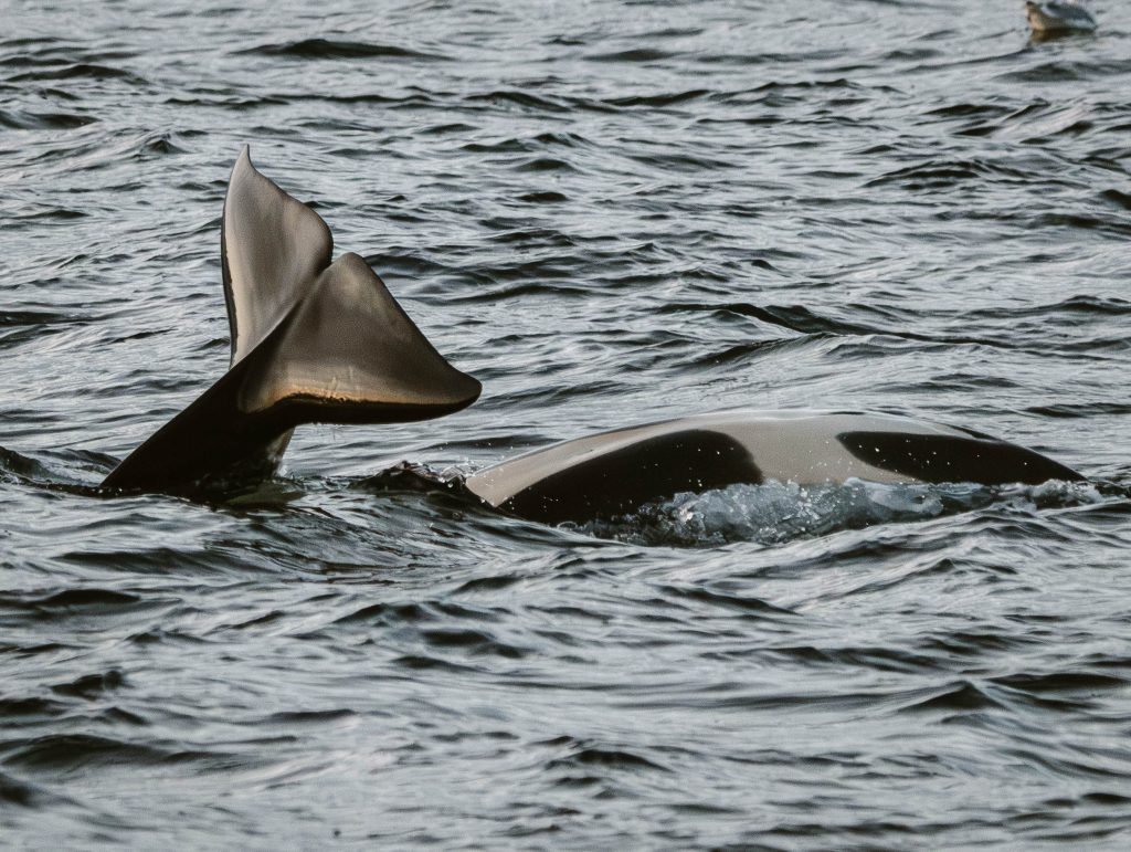 Les orques : culture et sociétés