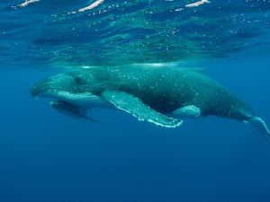 Baleine à bosse - Megaptera novaeangliae - observer les cétacés en Guadeloupe - quelles espèces