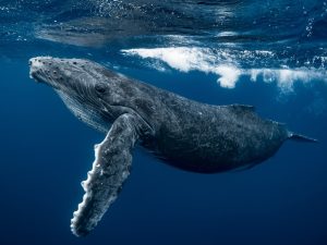 Baleine à bosse - Megaptera novaeangliae