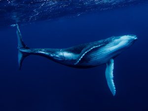 Baleine à bosse - Megaptera novaeangliae - observer les cétacés aux Açores
