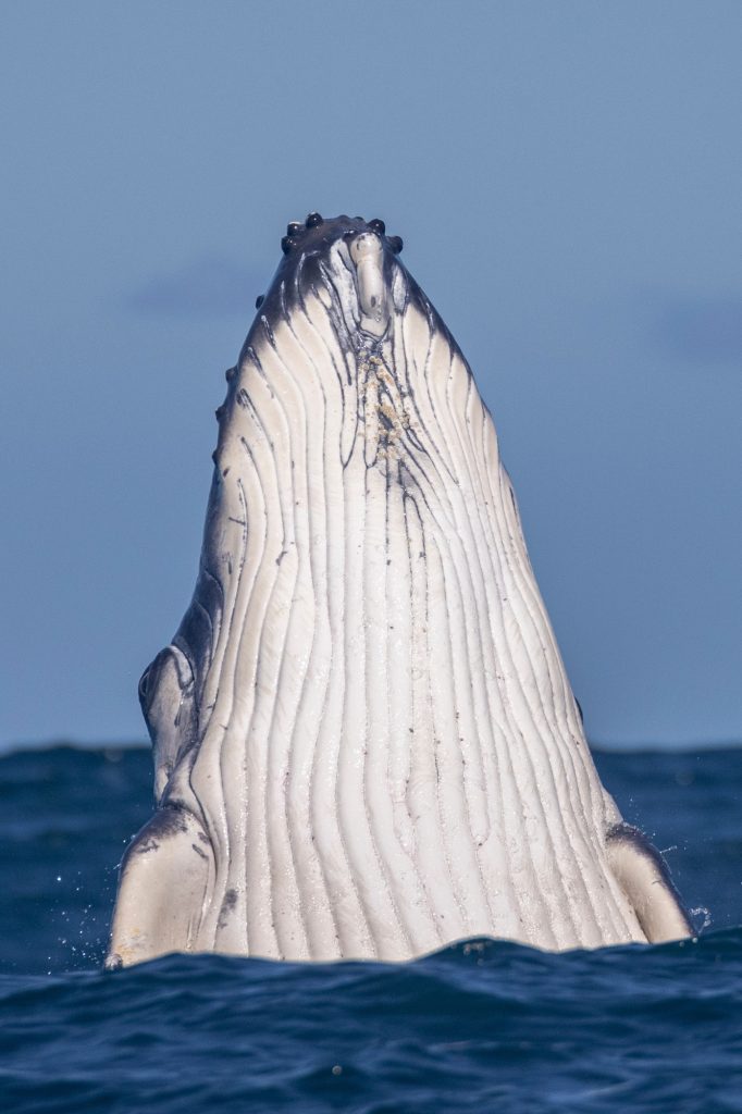 Baleine à bosse - Megaptera novangliae - observer les cétacés en Guadeloupe - comportements