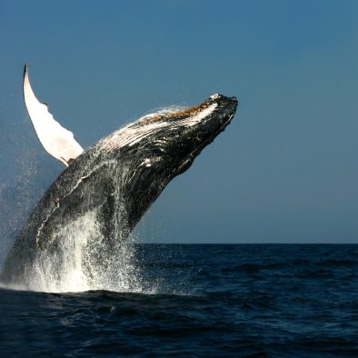 Baleine à bosse - Megaptera novangliae - observer les cétacés en Guadeloupe - comportements