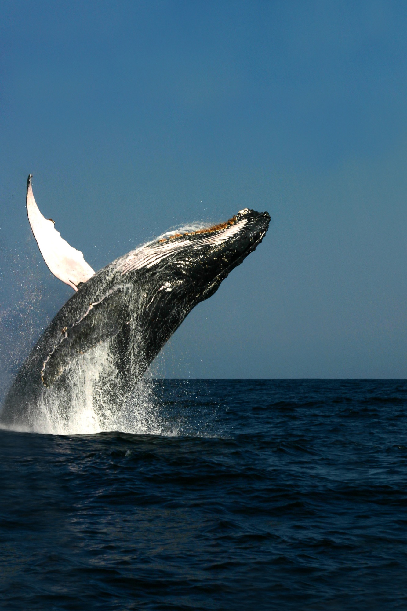 Baleine à bosse - Megaptera novangliae - observer les cétacés en Guadeloupe - comportements