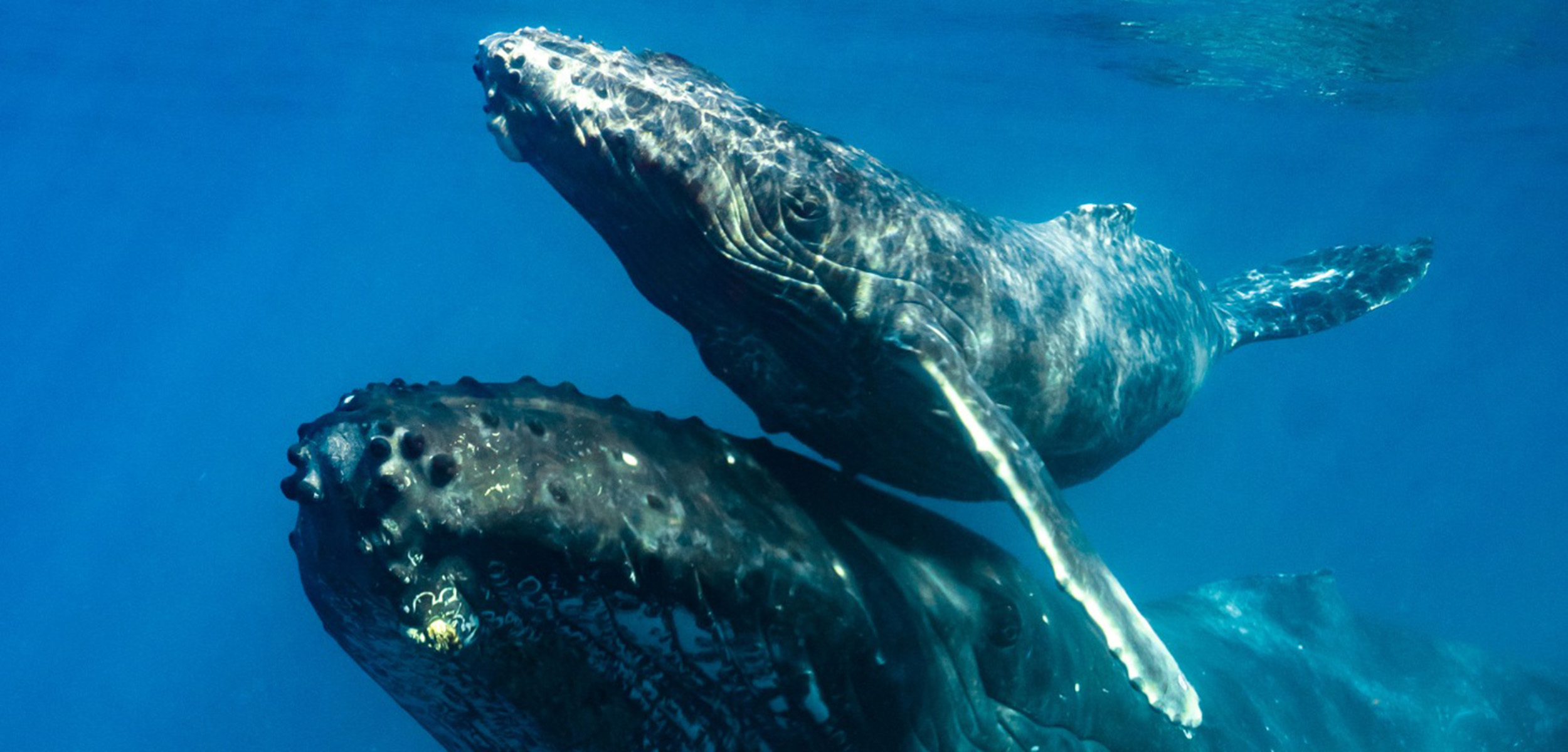 Baleine à bosse - Megaptera novangliae - observer les cétacés en Guadeloupe - hotspot - destination exceptionnelle