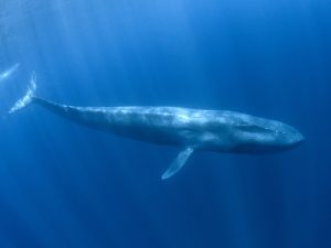 Baleine bleue - Balaenoptera musculus - observer les cétacés aux Açores