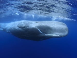 Cachalot - Physeter macrocephalus