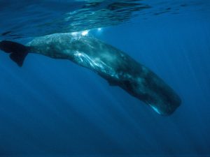 Cachalot - Physeter macrocephalus - observer les cétacés aux Açores
