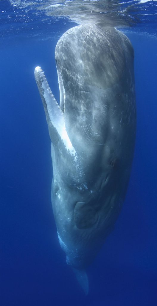 Cachalot - Physeter macrocephalus - observer les cétacés aux Açores -quels comportement observer