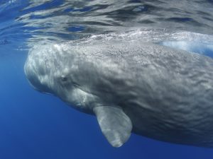 Cachalot - Physeter macrocephalus - observer les cétacés en Guadeloupe - quelles espèces