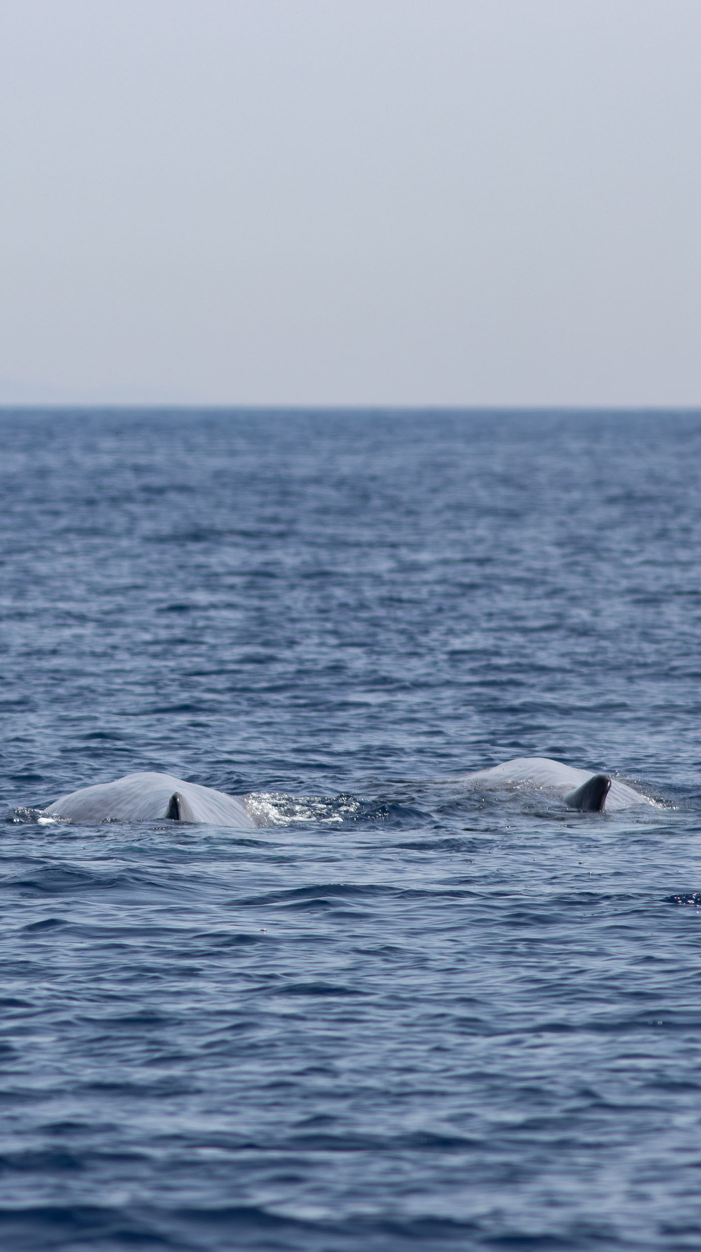 Cachalot - Physeter macrocephalus - observer les cétacés en Méditerranée - comportements