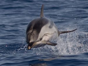 Dauphin bleu et blanc - Stenella coeruleoalba