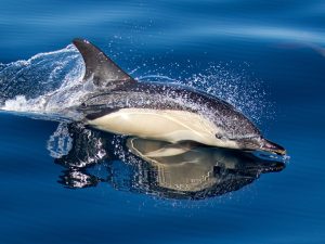 Dauphin commun - Delphinus delphis