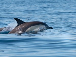 Dauphin commun - Delphinus delphis - observer les cétacés aux Açores