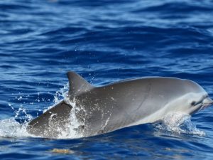 Dauphin de Fraser - Lagenodelphis hosei -copyright Cédric Millon- observer les cétacés en Guadeloupe - quelles espèces