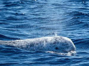 Dauphin de Risso - Grampus griseus