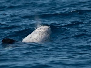 Dauphin de Risso - Grampus griseus - observer les cétacés aux Açores