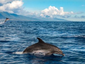 Dauphin tacheté - Stenella frontalis - observer les cétacés aux Açores