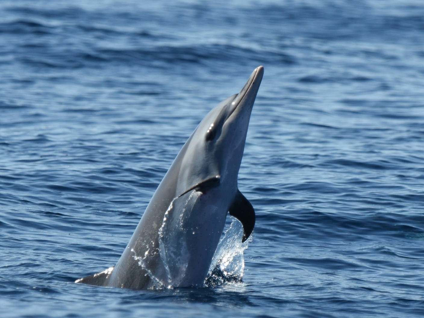 Dauphin tacheté pantropical - Stenella attenuata -copyright Cédric Millon- observer les cétacés en Guadeloupe - quelles espèces