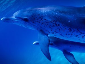 Dauphin tacheté de l'Atlantique - Stenella frontalis - observer les cétacés en Guadeloupe - quelles espèces