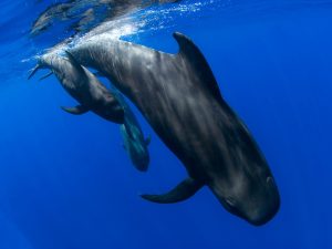 Globicéphale tropical - Globicephala macrorhynchus - observer les cétacés aux Açores