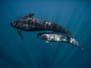 Globicéphale tropical - Globicephalas macrorhynchus- observer les cétacés en Guadeloupe - quelles espèces