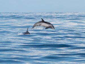 Dauphin bleu et blanc - Stenella coeruleoalba - observer les cétacés aux Açores