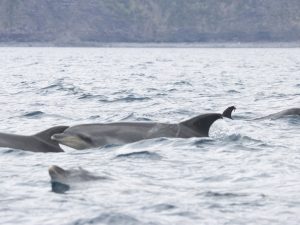 Grand dauphin - Tursiops truncatus - observer les cétacés aux Açores