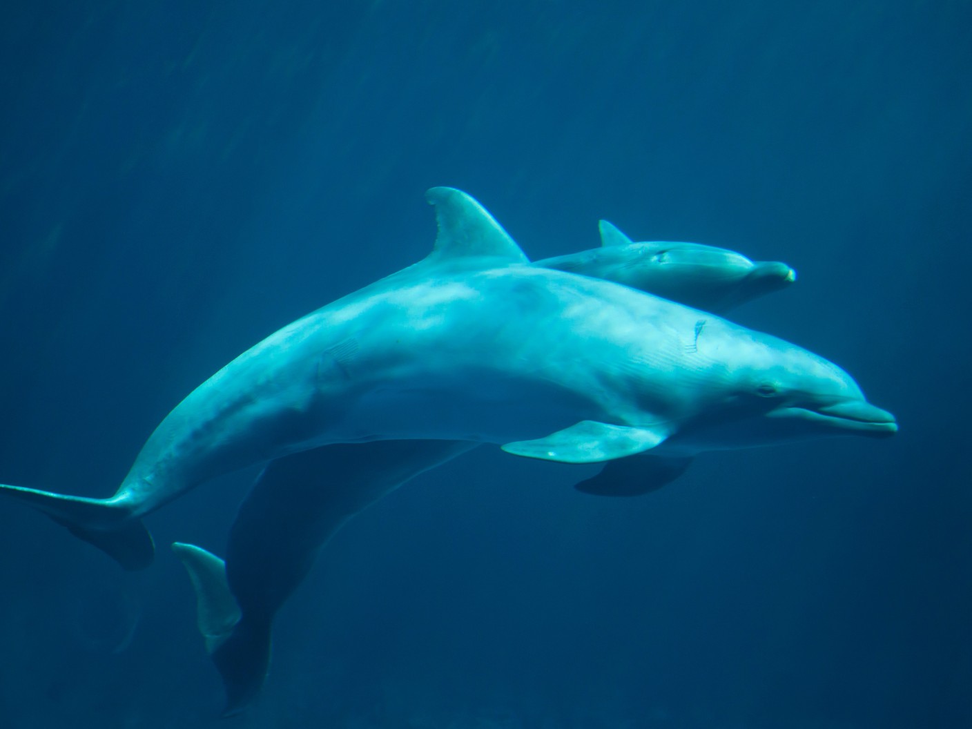 Grand dauphin - Tursiops truncatus - observer les cétacés en Guadeloupe - quelles espèces