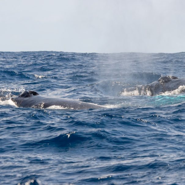 Expédition naturaliste - cétacés, oiseaux marins et volcans de Faial, Açores - Baleine à bosse en migration