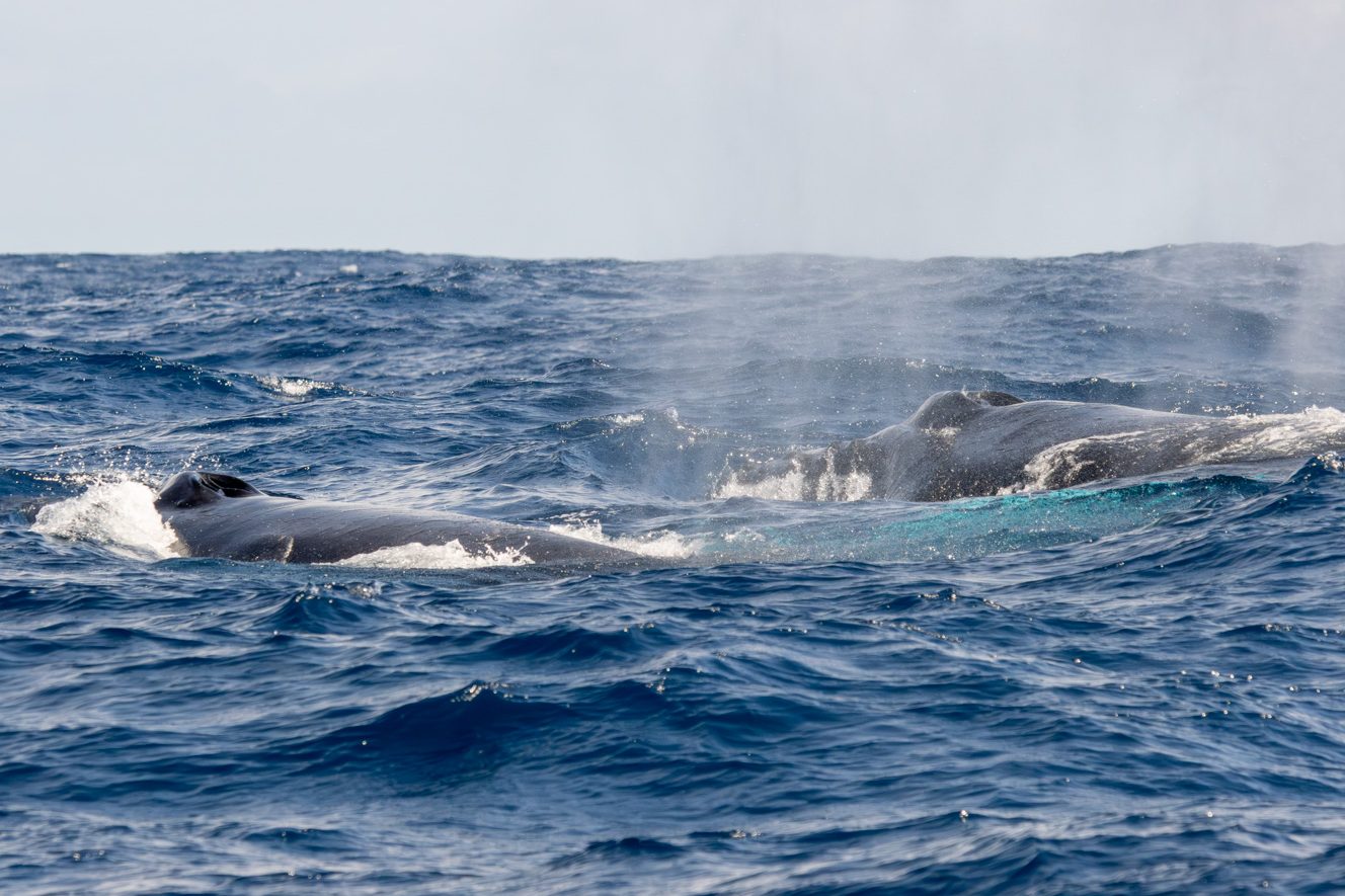 Baleine à bosse - Megaptera novaeangliae - Voyage naturaliste à Faial et Pico - Cétacés, oiseaux marins et volcans -observer les cétacés aux Açores - îles de Pico et Faial