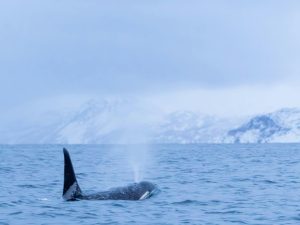 Orque - Orcinus orca