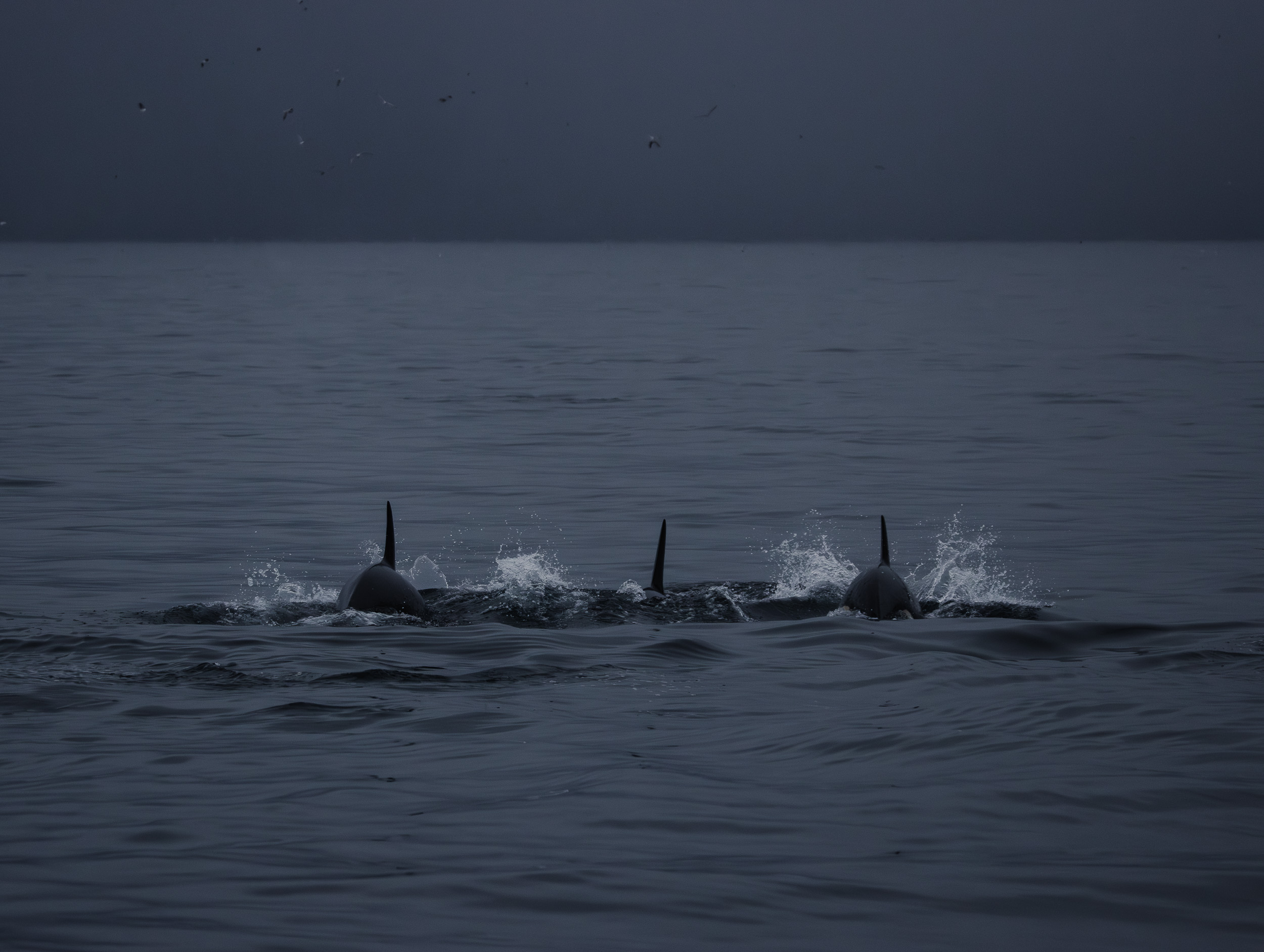 Orques observées dans les fjords du nord de la Norvège