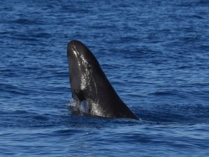 Pseudorque - Pseudorca crassidens -copyright Cédric Millon- observer les cétacés en Guadeloupe - quelles espèces