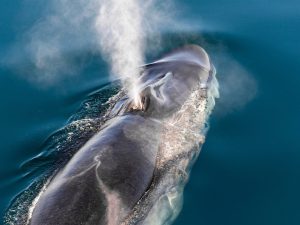 Rorqual commun - Balaenoptera physalus