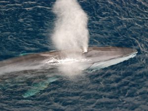 Rorqual commun - Balaenoptera physalus
