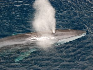Rorqual commun - Balaenoptera physalus - observer les cétacés aux Açores