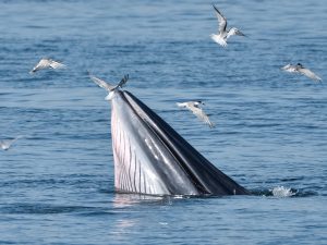 Rorqual de Bryde - Balaenoptera brydei - observer les cétacés aux Açores