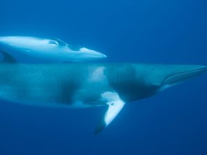 Rorqual de Minke - Balaenoptera acutorostrata