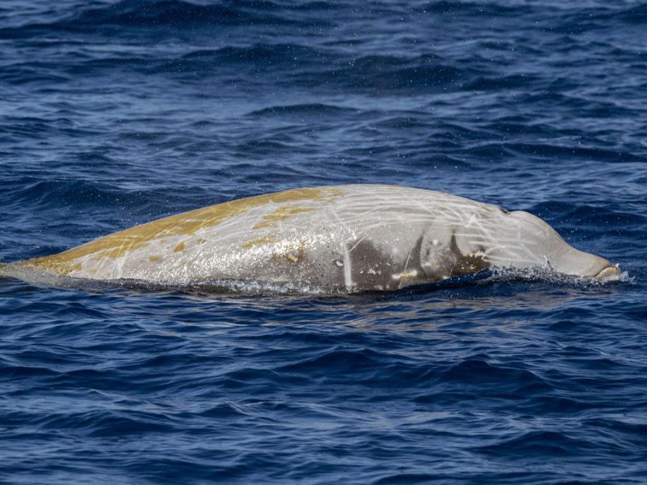 Ziphius - Baleine à bec de Cuvier